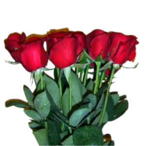 Half Dozen Roses